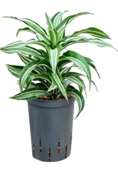 Dracena hydroponiczna Dracaena Fragrans Kanzi