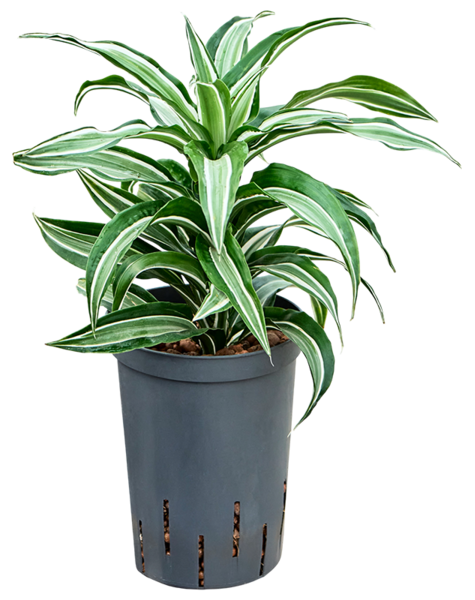 Dracena hydroponiczna