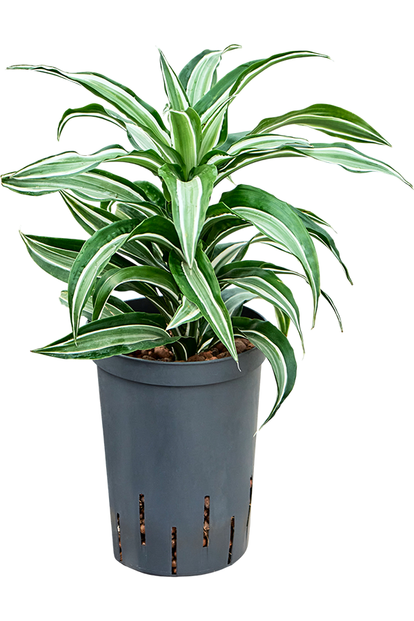Dracena hydroponiczna Dracaena Fragrans Kanzi