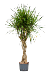 Dracena hydroponiczna Marginata