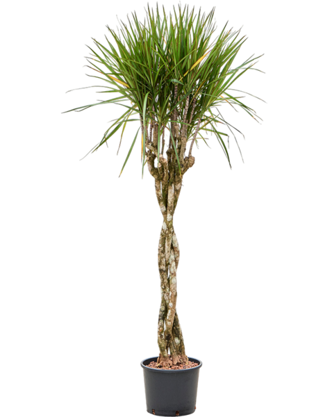 Dracena hydroponiczna