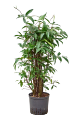 Dracena hydroponiczna Surculosa