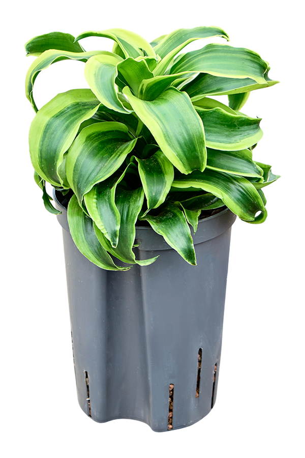 Dracena hydroponiczna Dracaena Fragrans Tornado