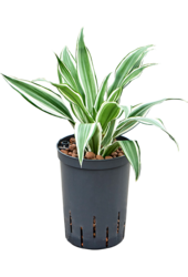 Dracena hydroponiczna Dracaena Deremensis White Jewel