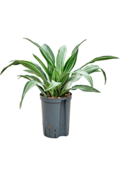 Hydroplant Dracaena Fragrans Ulises