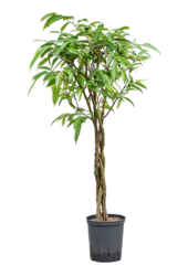 Hydroplant Ficus Binnendijkii Amstel King