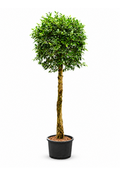 Fikus hydroponiczny Ficus Microcarpa ‘Nitida’