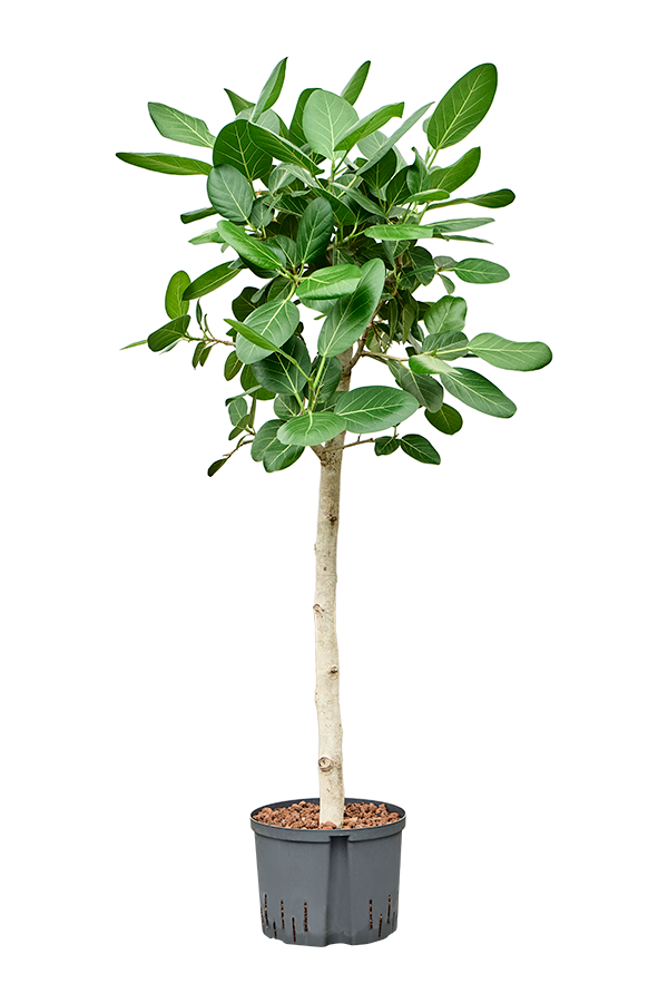 Fikus hydroponiczny Benghalensis Audrey
