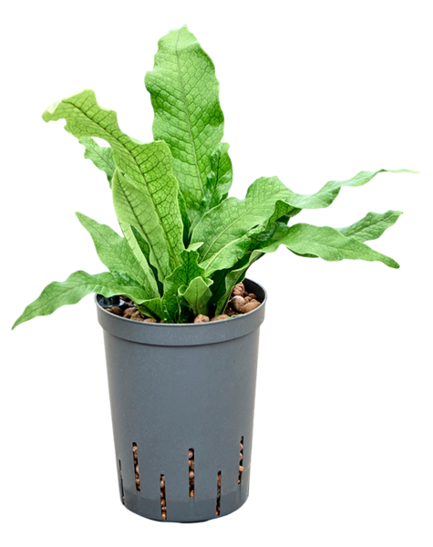 Hydroplant Microsorum