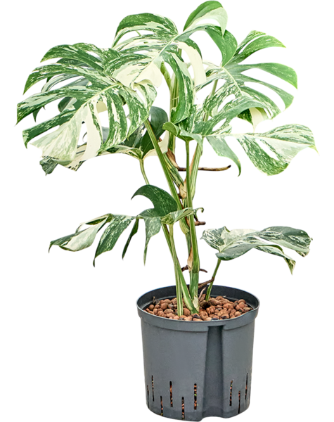 Monstera hydroponiczna