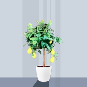 Cytryna (Citrus Limonia)