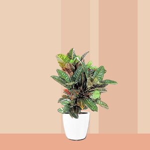Kroton Codiaeum