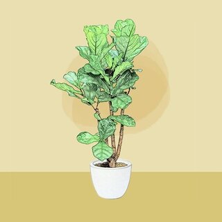 Ficus lyrata