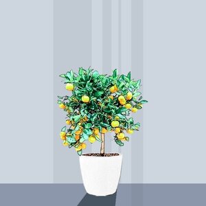 Drzewo pomarańczowe (Citrus Sinensis)