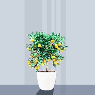 Drzewo pomarańczowe (Citrus Sinensis)