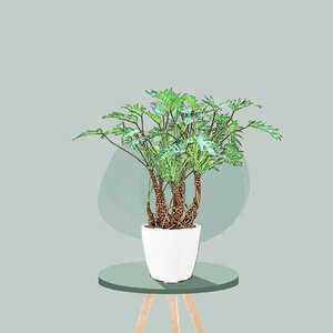 Filodendron