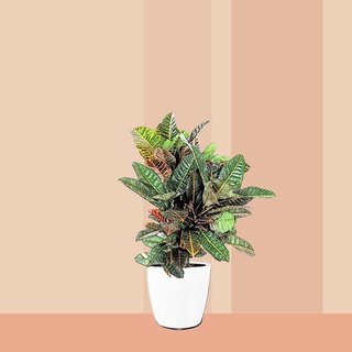 Kroton Codiaeum