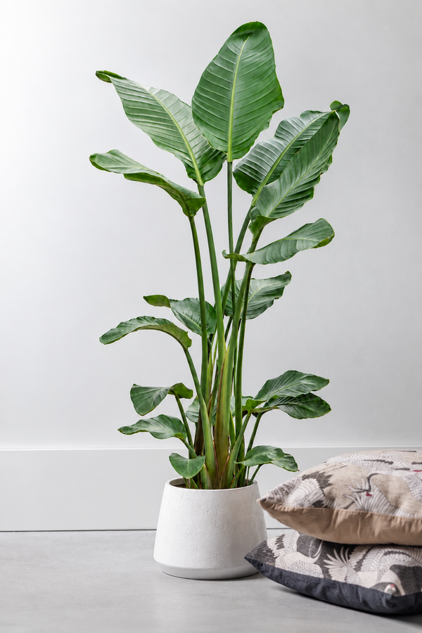 Strelitzia Nicolai L