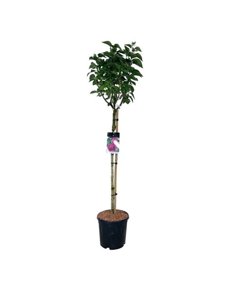 Syringa