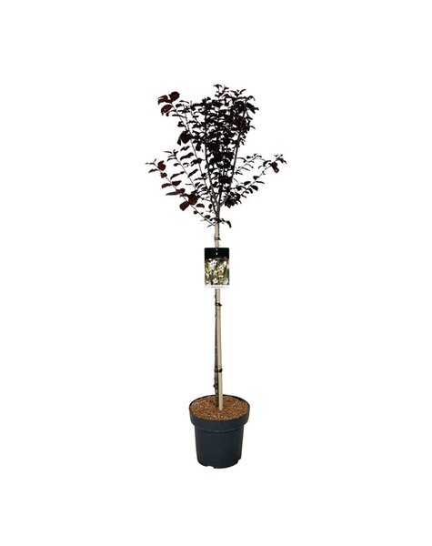 Prunus