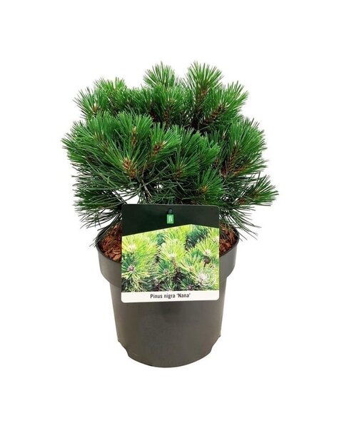 Pinus