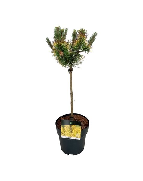 Pinus