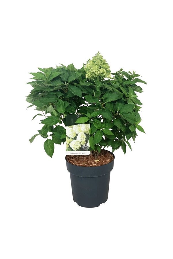 Hortensja Hydrangea Little Spooky ®