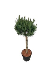 Sosna Pinus Nana