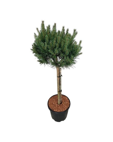 Pinus