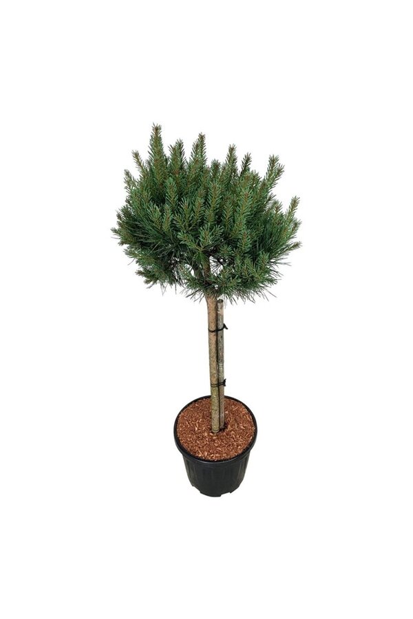 Sosna Pinus Nana