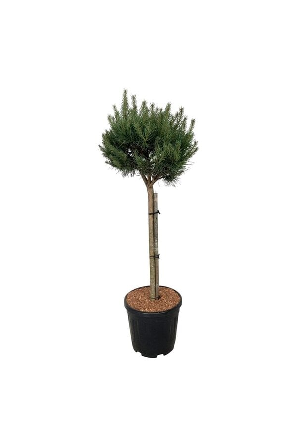 Sosna Pinus Nana