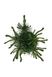 Sosna Pinus mugo uncinata