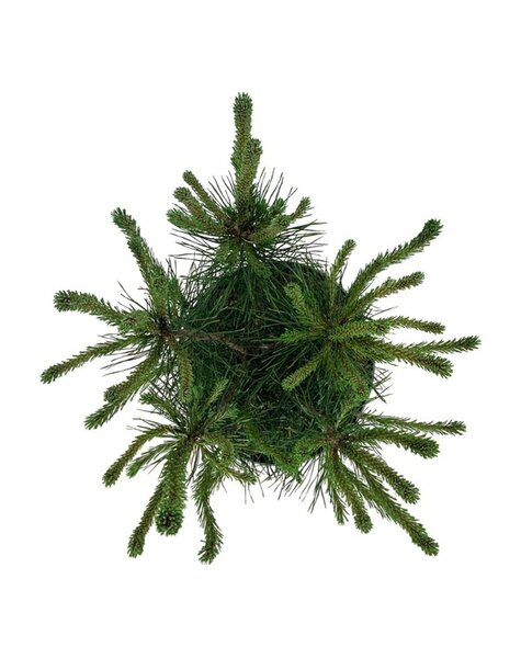 Pinus