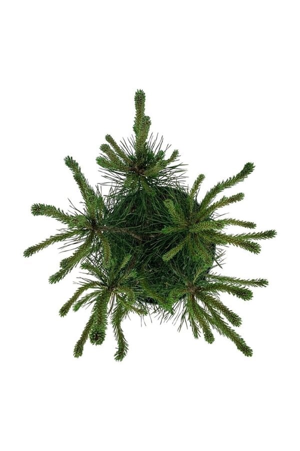 Sosna Pinus mugo uncinata