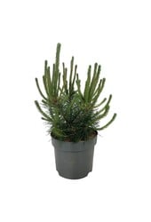 Sosna Pinus mugo uncinata