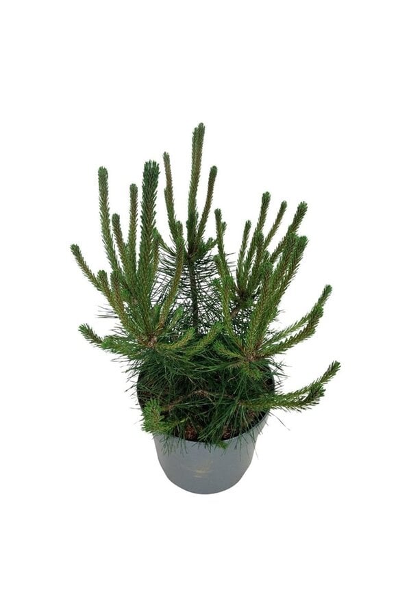 Sosna Pinus mugo uncinata