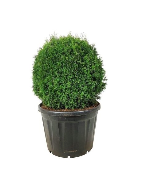 Thuja