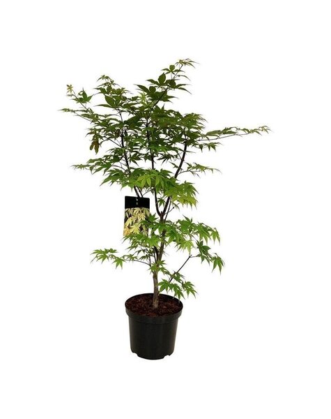 Acer