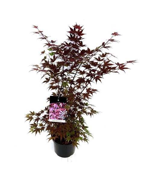 Acer