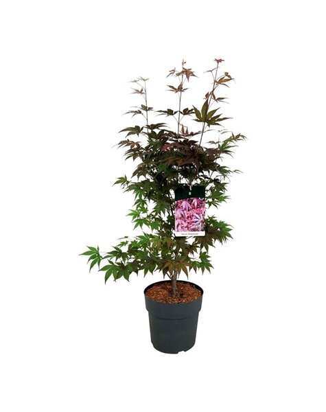 Acer