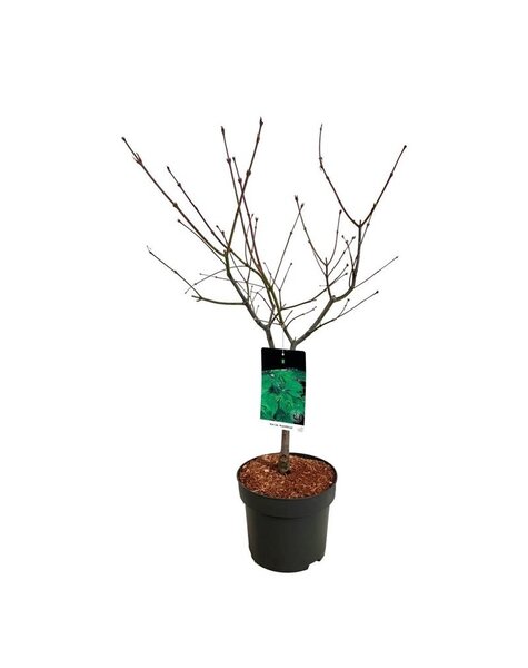 Acer