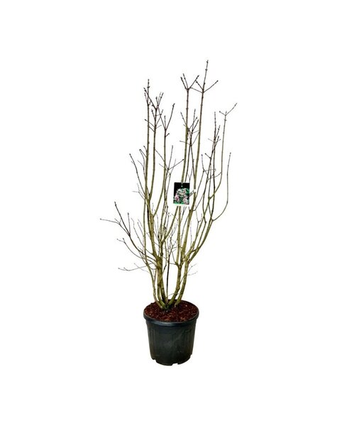 Syringa
