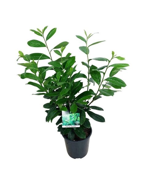 Prunus