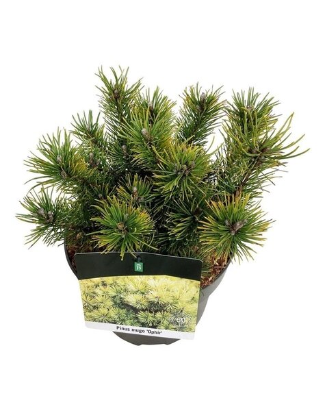 Pinus