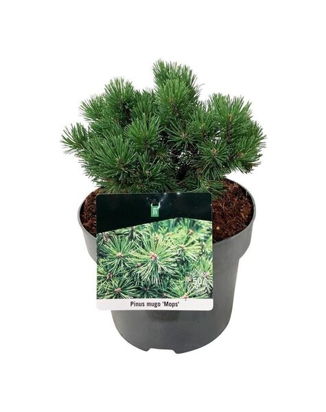 Pinus