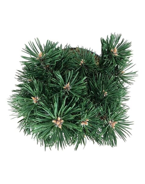 Pinus
