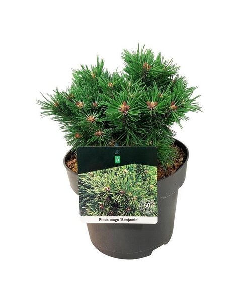 Pinus