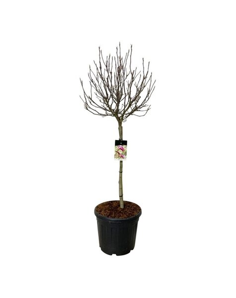 Magnolia