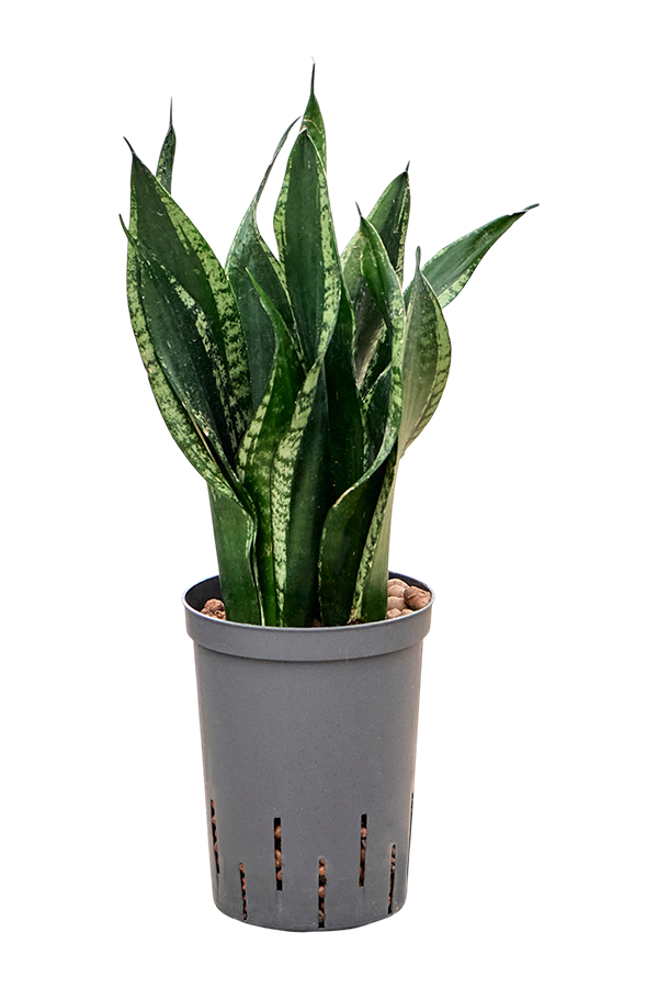 Hydroroślina Sansevieria Silver Flame