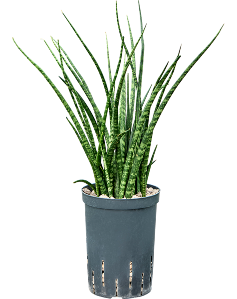 Sansevieria hydroponiczna